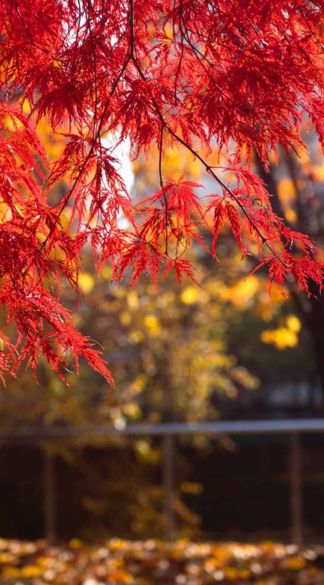 Entretien du jardin link Automne