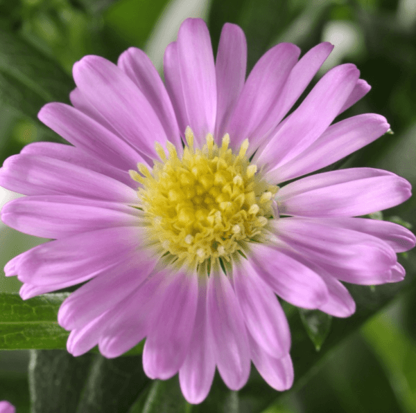 Aster Dumosus