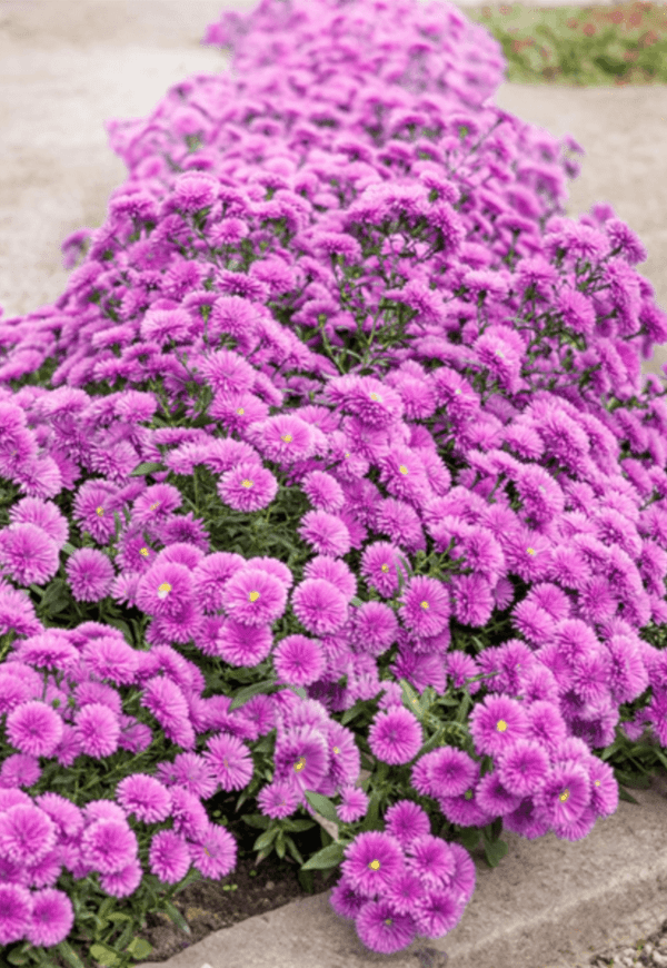 Aster à Feuilles Lisses