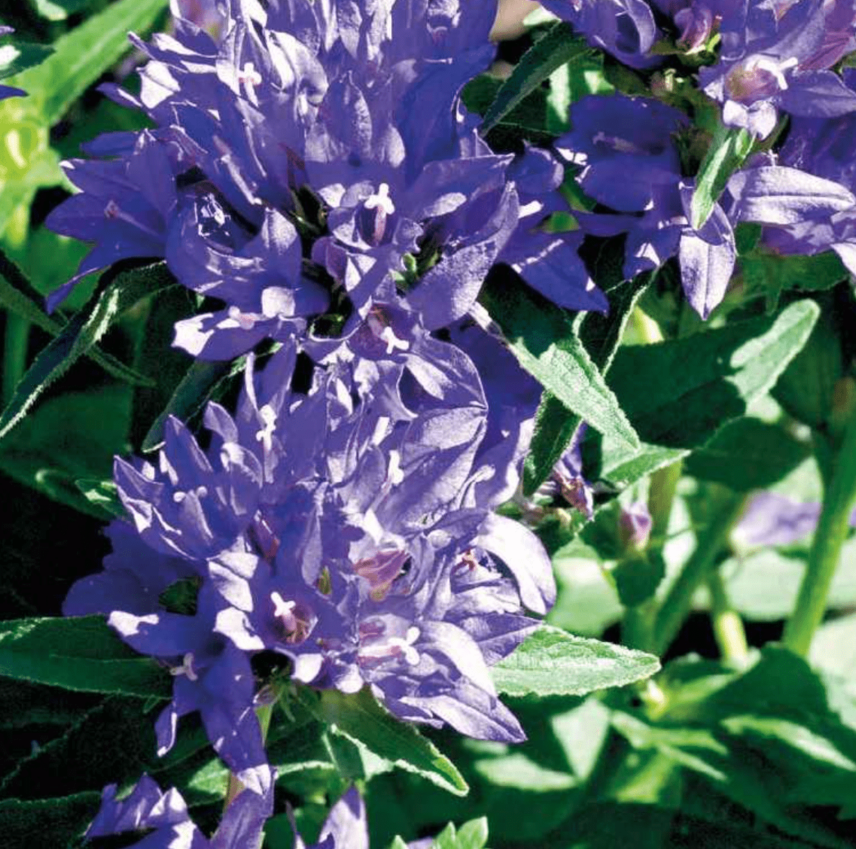 Campanula Portenschl. Porto