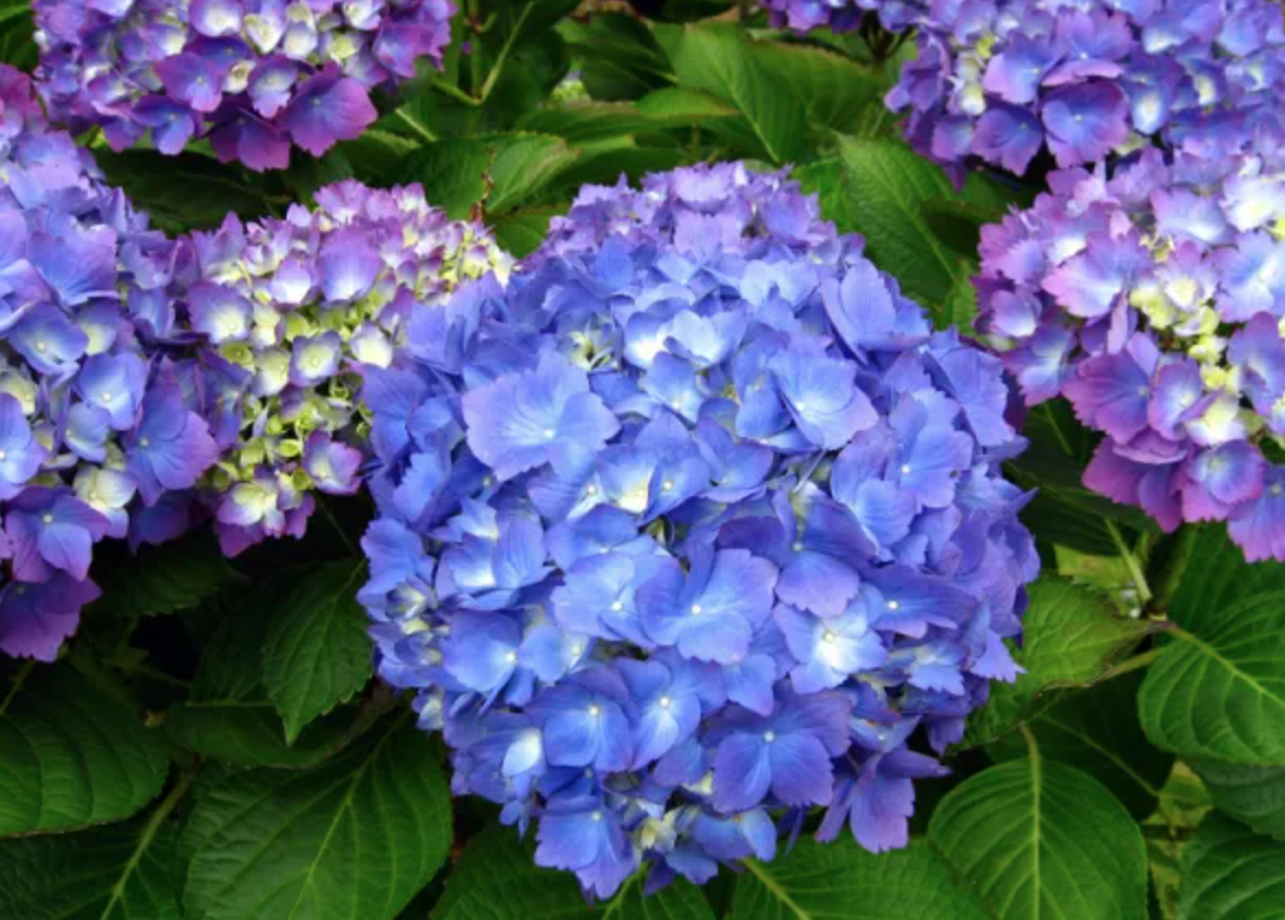 Hortensia à Grandes Feuilles