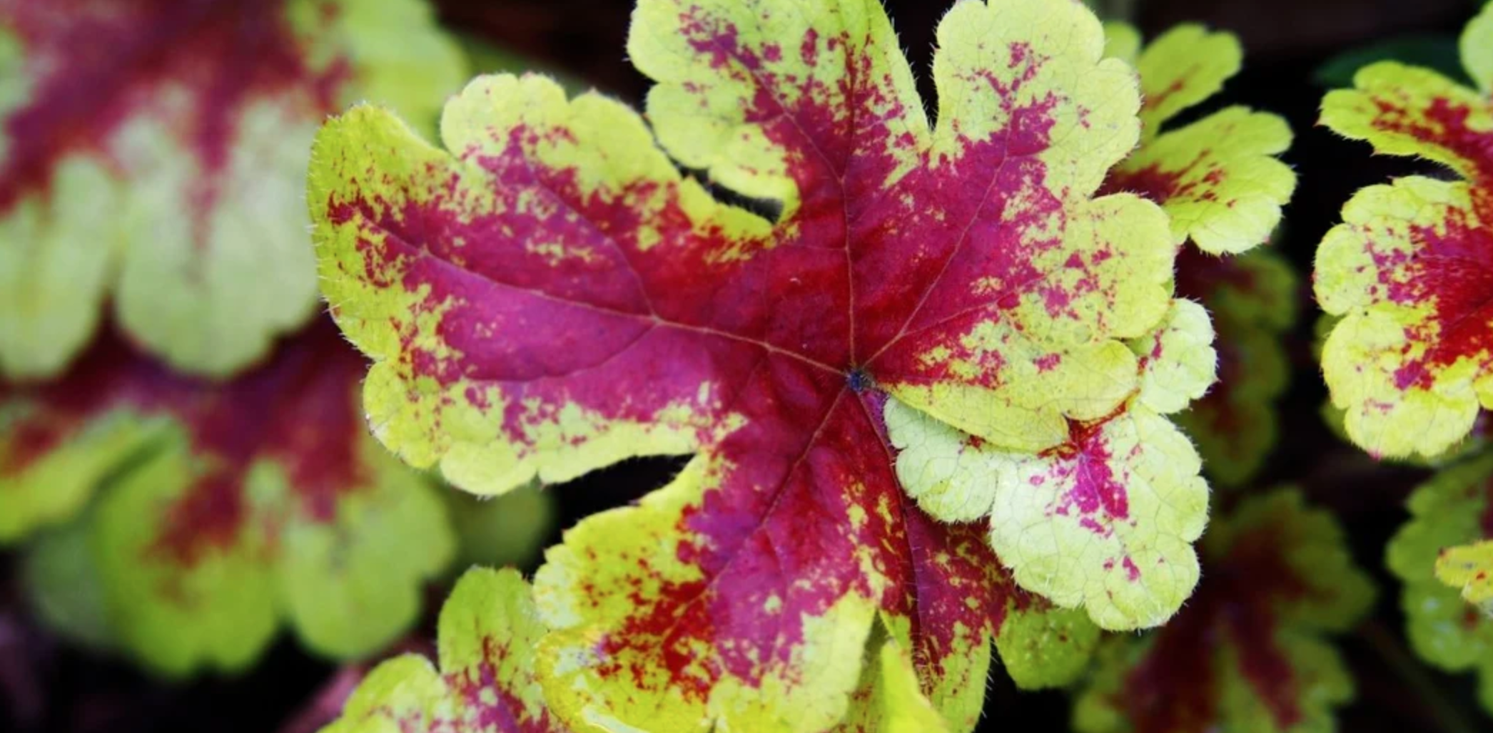 Plantes Vivaces à Feuilles