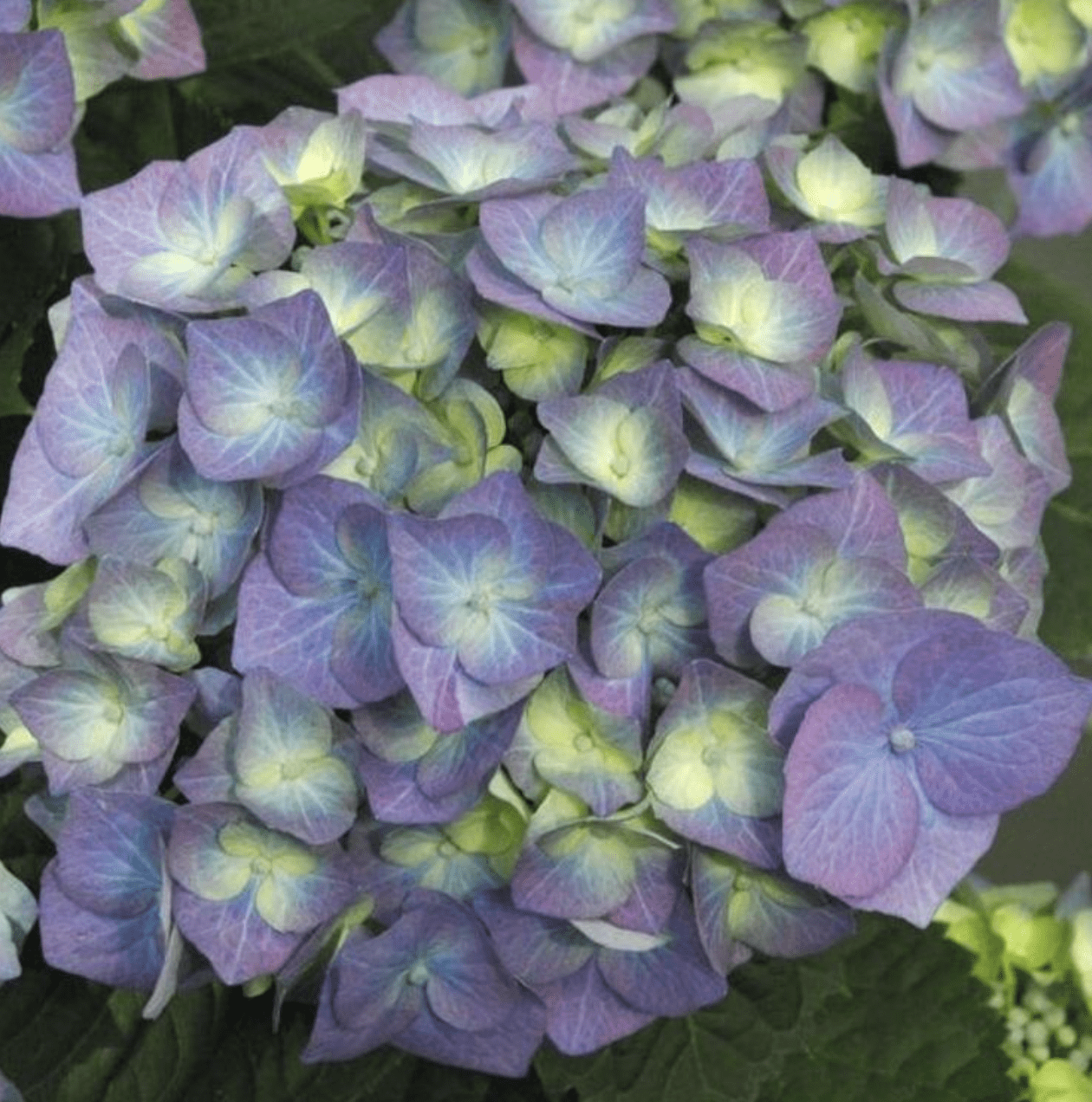 Hortensia Hydrangea Macrophylla