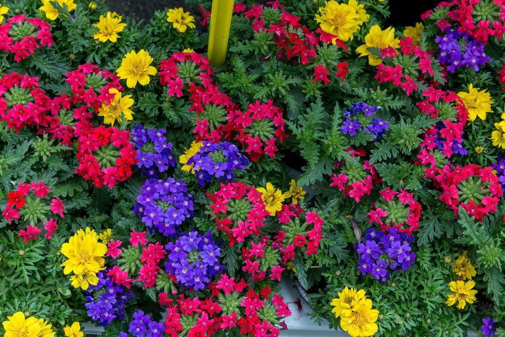 Mélange de Fleurs d'été