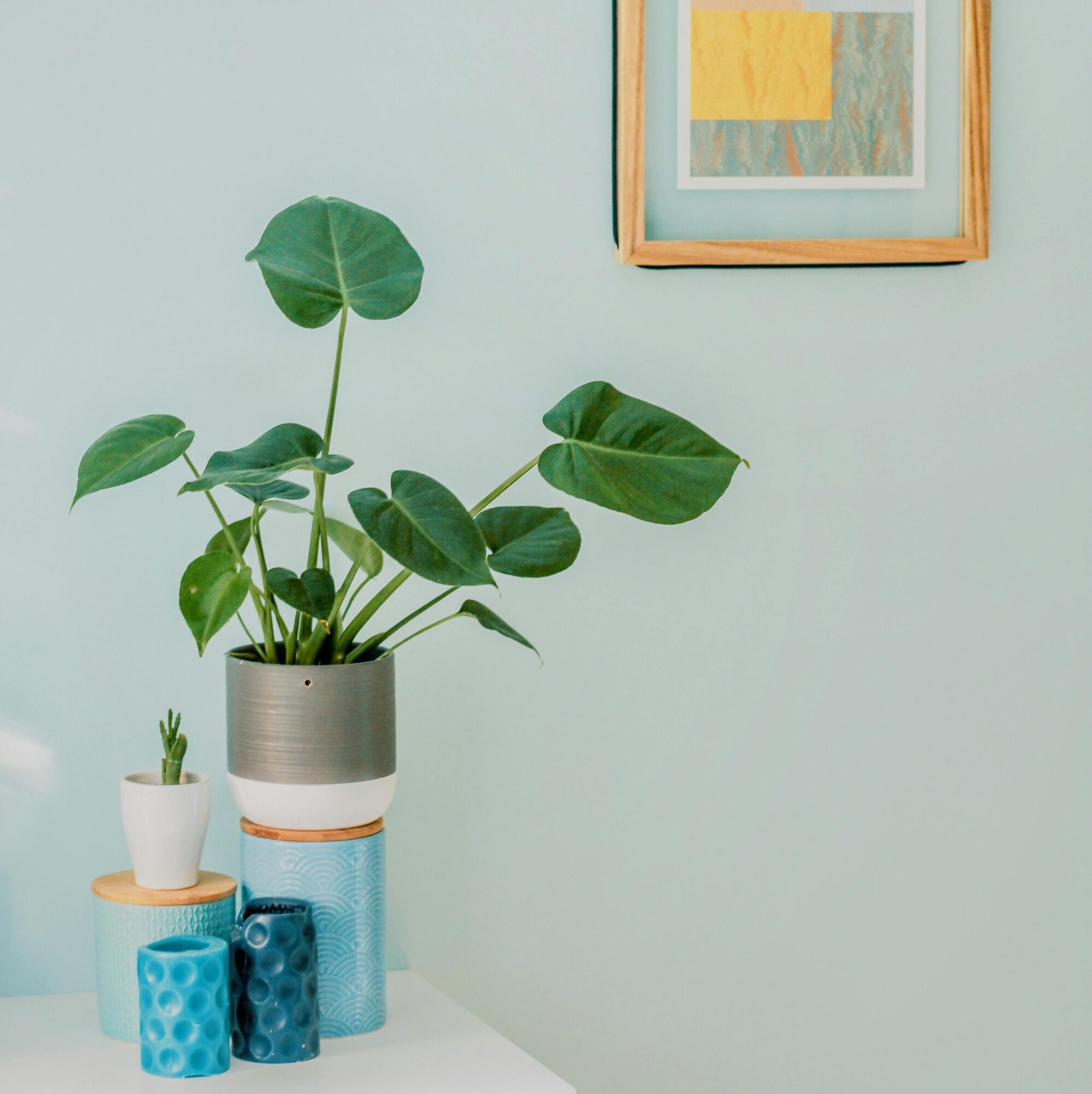 image_article_plantes_2
