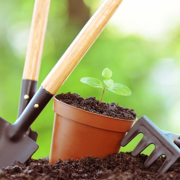 Jardinage : quelle plante pour quelle saison ?