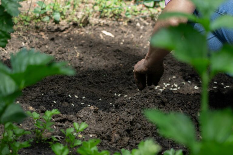 Guide étape par étape pour créer un potager à la maison
