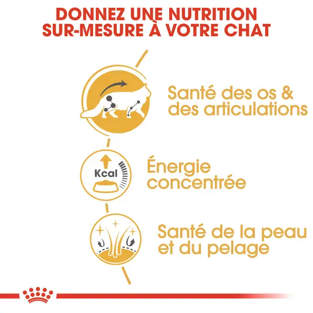Aliment complet pour chats adultes Maine Coon