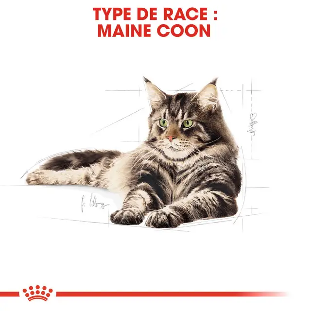 Aliment complet pour chats adultes Maine Coon