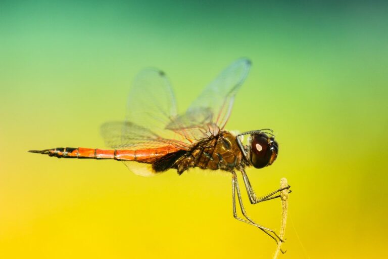Protection & anti-insecte