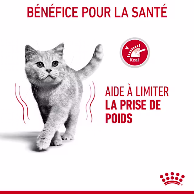 Croquettes pour chats en surpoids