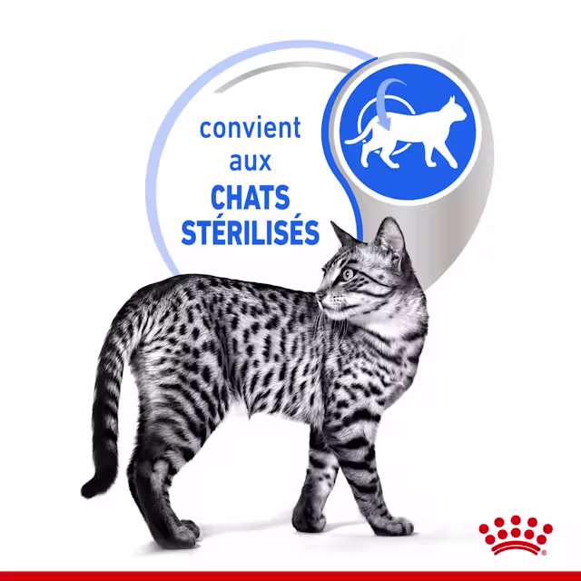 Gelée pour chats adultes d’intérieur