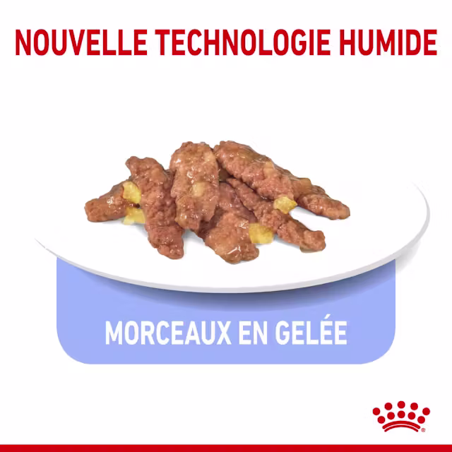 Gelée pour chats adultes d’intérieur
